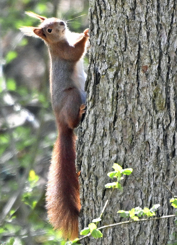 Eichhörnchen03h | lucisnaturbilder - Realisiert mit Pictrs.com