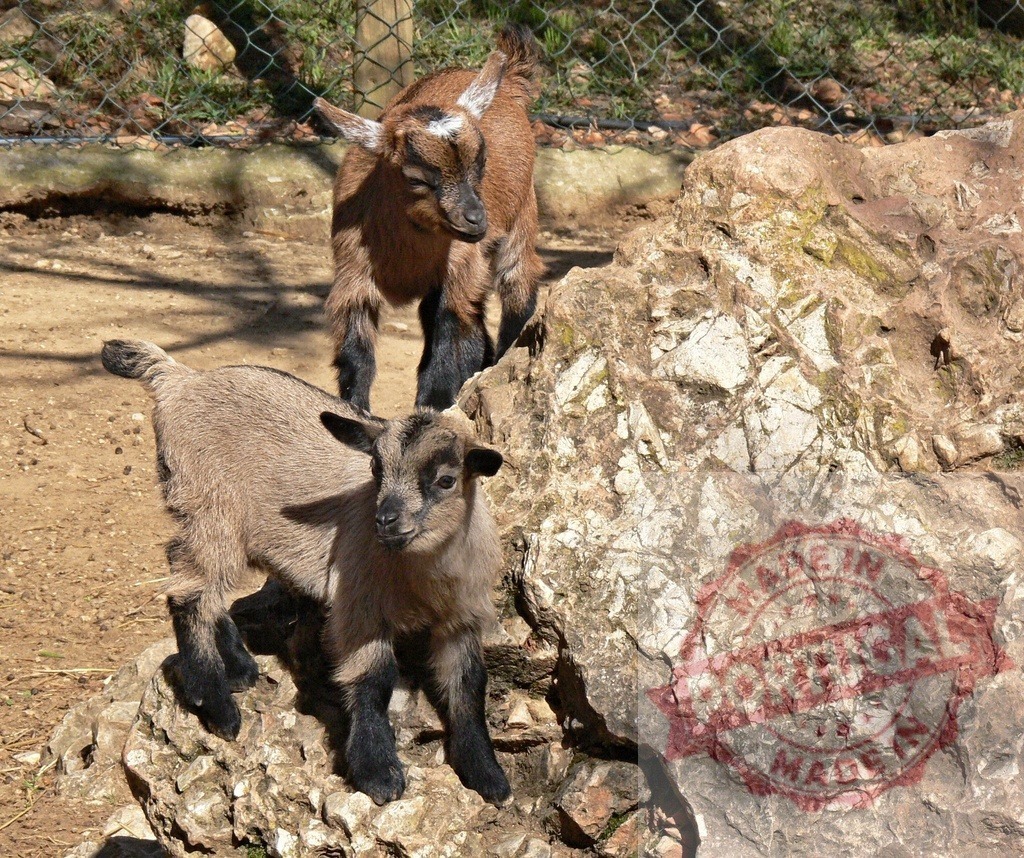 Little baby goats playing on a rock | Two baby goats climbing and standing on a large rock outdoors - Realized with Pictrs.com