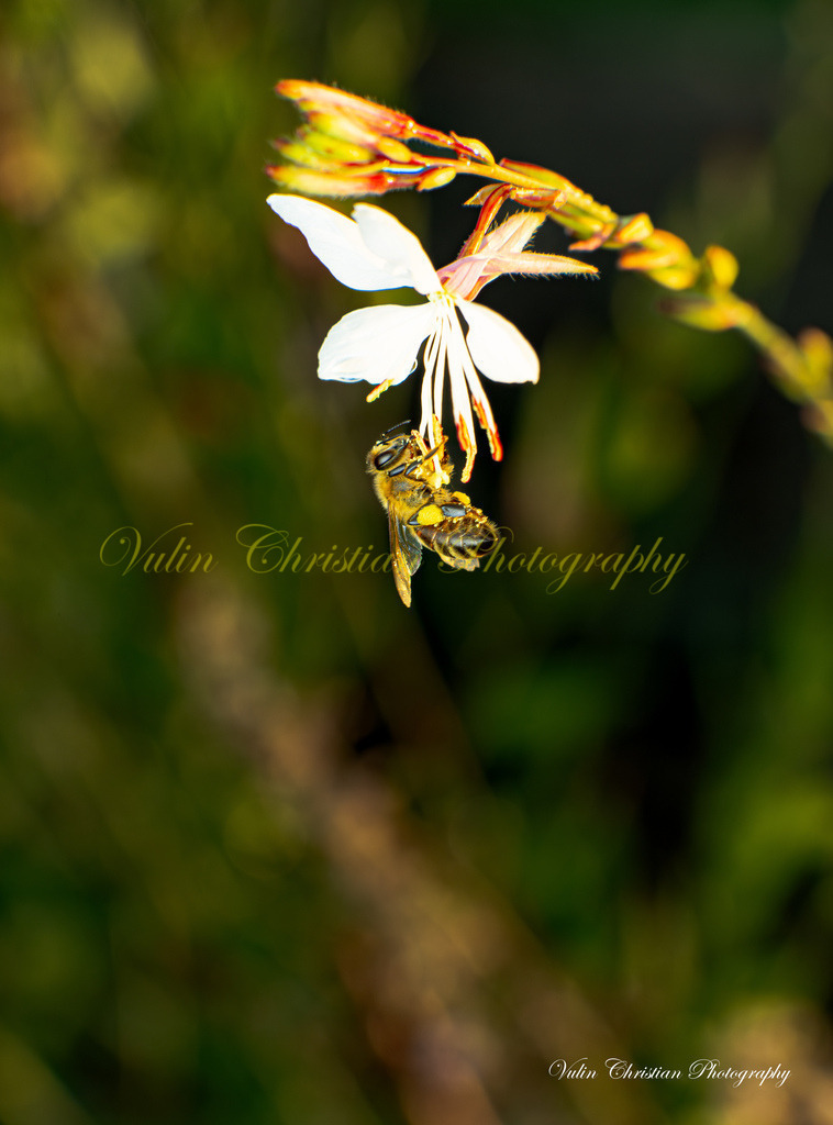 Macro 42 | Christian Vulin  - Realisiert mit Pictrs.com