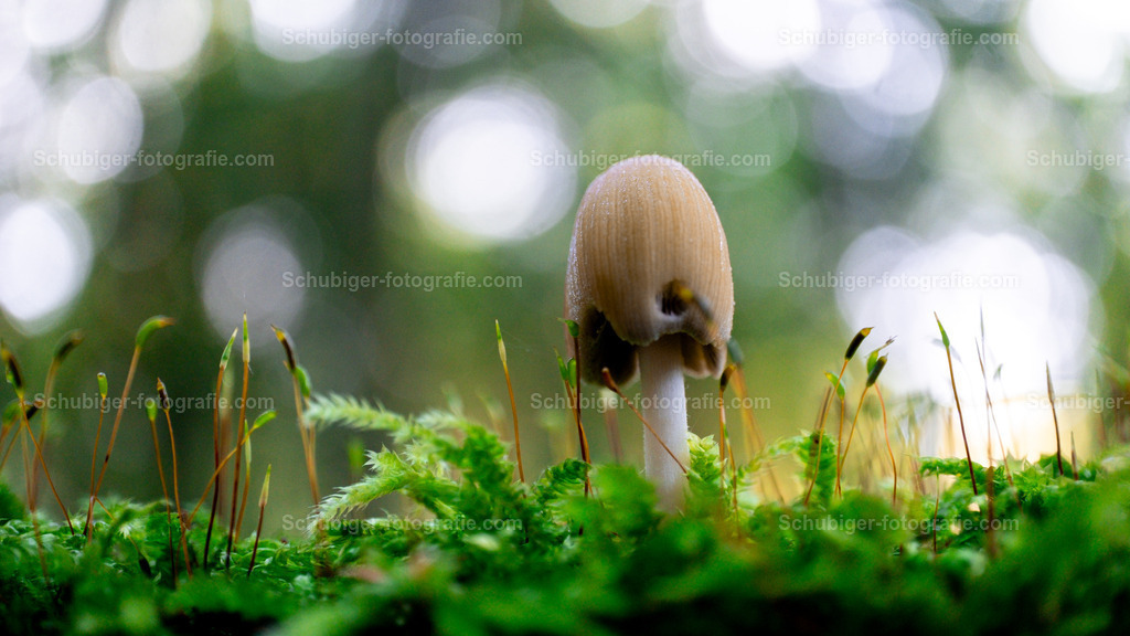 Gemeinen Glimmertintling | Gemeinen Glimmertintling im Moos - Realisiert mit Pictrs.com