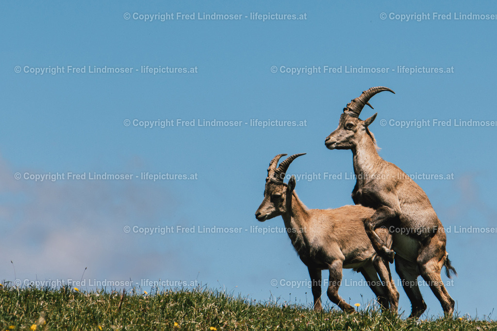 Hochschwab Rundwanderung mit Steinbock Anblick 13072022-1776 | Fotos und Fotoprodukte - Realisiert mit Pictrs.com
