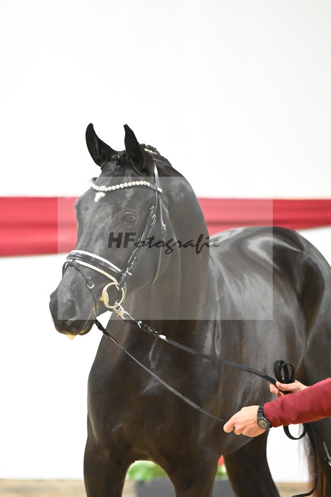 Kat-Nr. 65 v. Ferrantino_Greim_63221644 | hf-fotografie - Realizzato con Pictrs.com