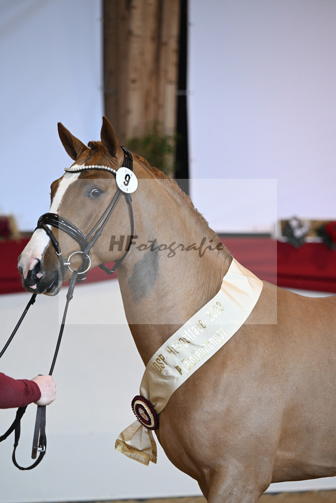 Kat-Nr. 9 Cicero Z_Zurich_1231749 | hf-fotografie - Realizzato con Pictrs.com