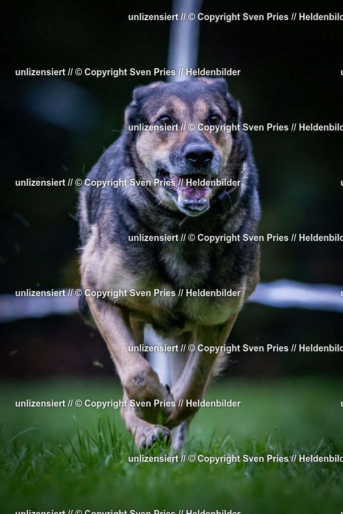 Sven Pries | 2024-10-19 - Hunderennen Ober-Grombach - Realisiert mit Pictrs.com