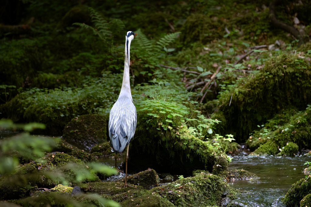 Fischreiher im Monbachtal #1 | Tier- & Landschaftsfotografie und Porträtshootings. Entdecke einzigartige Fotokunst als Wandbild, Tasse oder Mauspad – mit Leidenschaft fotografiert - Realisiert mit Pictrs.com