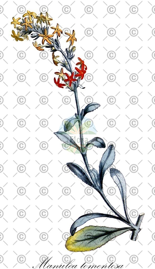 HistAbb_wfo-1000054542_1_ENZY_Simple | Historische Abbildung von Manulea tomentosa - Scrophulariaceae | Historical Illustration of Manulea tomentosa - Scrophulariaceae