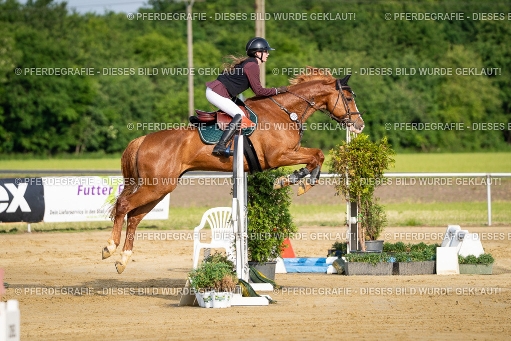 DSC02802 | Pferdegrafie