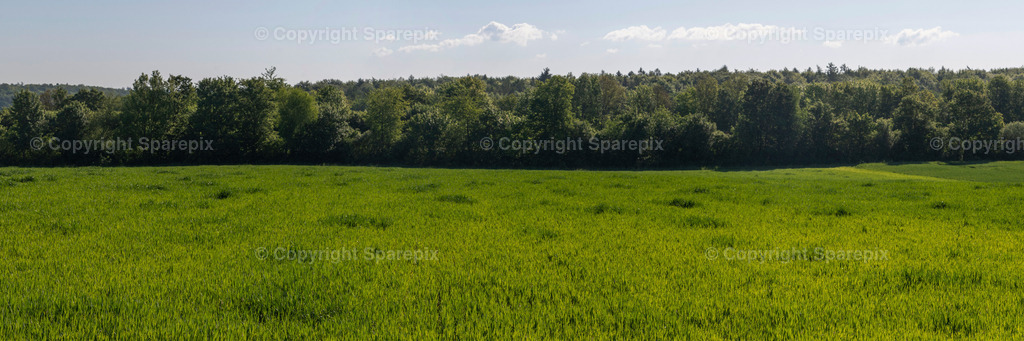 PAN_Outlook_Forest_Edge2 | sparepix - Realisiert mit Pictrs.com