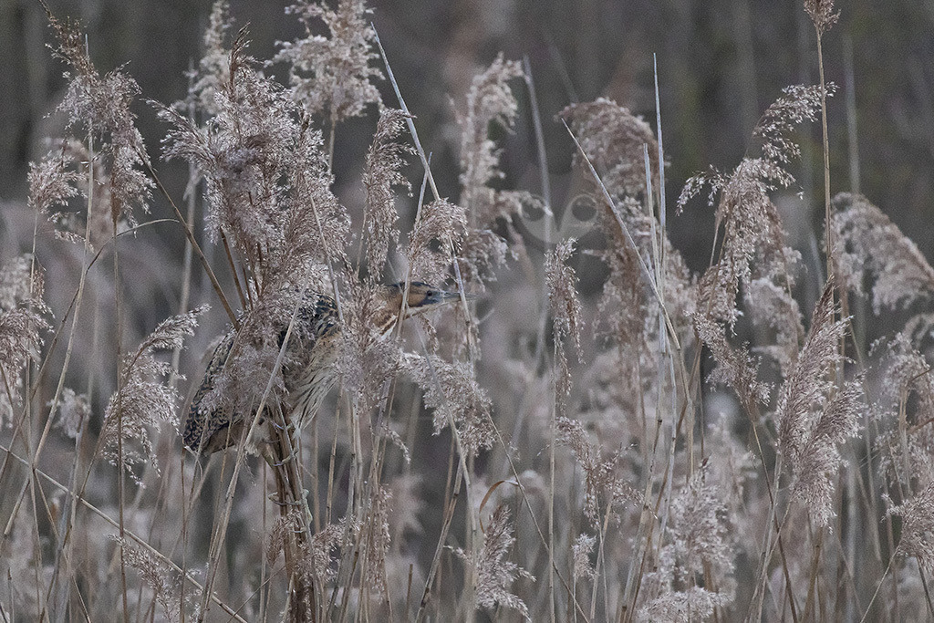R6NF1197_20240110 | Die Rohrdommel ist ein Vogel aus der Familie der Reiher. Im Frühjahr geben die Männchen dumpfe Balzrufe von sich, die kilometerweit zu hören sind und der Rohrdommel früher die volkstümlichen Bezeichnungen Moorochse, Wasserochse, Riedochse und Mooskuh eingetragen haben. - Realisiert mit Pictrs.com