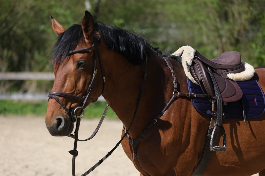 0P6A8093 | Willkommen bei Brunnmayr - Design & Fotografie – Ihrem Spezialisten für Reitturniere und Pferdeveranstaltungen in Oberösterreich, Salzburg und Bayern! Seit über 17 Jahren sind wir leidenschaftlich dabei.