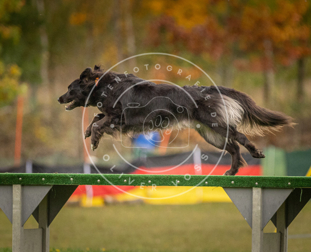 Pfotenfotografie_DV3A7065 | Hundefotografie, Tierfotograf, Pfotenfotografie, Fotoshooting Hund, Hunde Portrait, Hundesport, Hundeportraits, Heideshooting, Hunde, Sportfotograf, Hundefotograf, Turnierhundsport, THS,  - Realisiert mit Pictrs.com