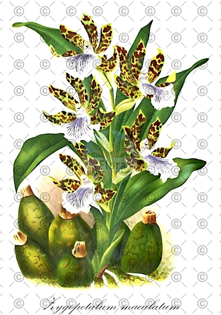 HistAbb_wfo-0000335794_2_ENZY_Simple | Historische Abbildung von Zygopetalum maculatum - Orchidaceae | Historical Illustration of Zygopetalum maculatum - Orchidaceae