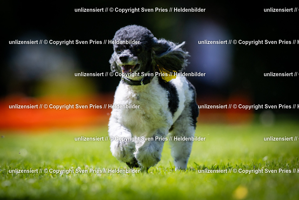 Sven Pries | 2025-08-10 - Hunderennen Durlach - Realisiert mit Pictrs.com