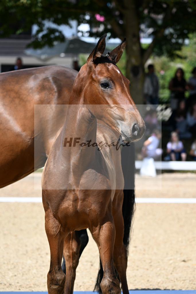 Kat-Nr. 6 Va Bene x Zonik One_SF_Stadelmann_29250257 | hf-fotografie - Realizzato con Pictrs.com