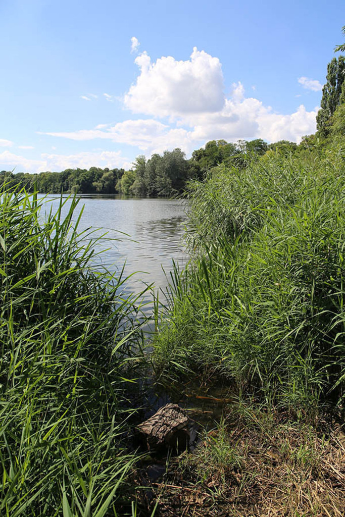 Foto: Leipzig - Auensee | Das Team hinter BILDLEXIKON LEIPZIG bündelt historische wie aktuelle Informationen über die Stadt Leipzig in Text und Bild auf einer Plattform und stellt diese der interessierten Öffentlichkeit zur Verfügung.