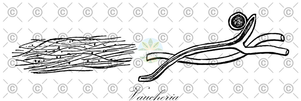 HistAbb_7Q67H_8_ENZY_Simple | Historische Abbildung von Vaucheria - Vaucheriaceae (0) | Historical Illustration of Vaucheria - Vaucheriaceae (0)