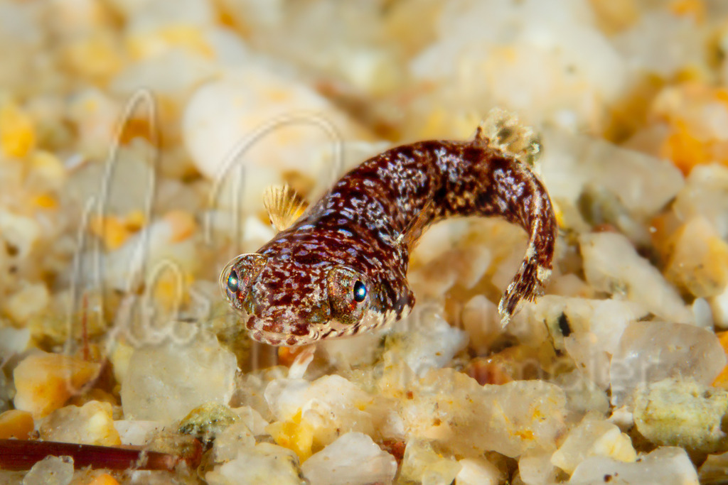 Apletodon incognitus | brauner Schildfisch - Realisiert mit Pictrs.com