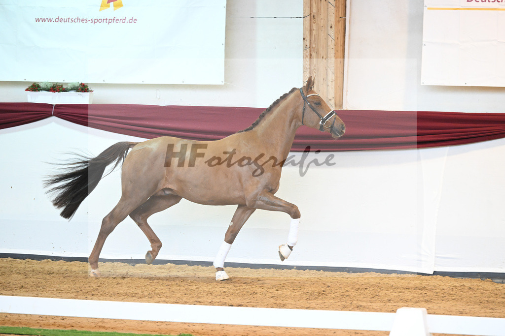 Kat-Nr. 37 v. Jazz_Stahl_66221929 | hf-fotografie - Realisiert mit Pictrs.com