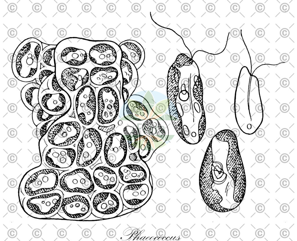 HistAbb_6MG4_1_ENZY_Simple | Historische Abbildung von Phaeococcus - Chrysocapsaceae (0) | Historical Illustration of Phaeococcus - Chrysocapsaceae (0)