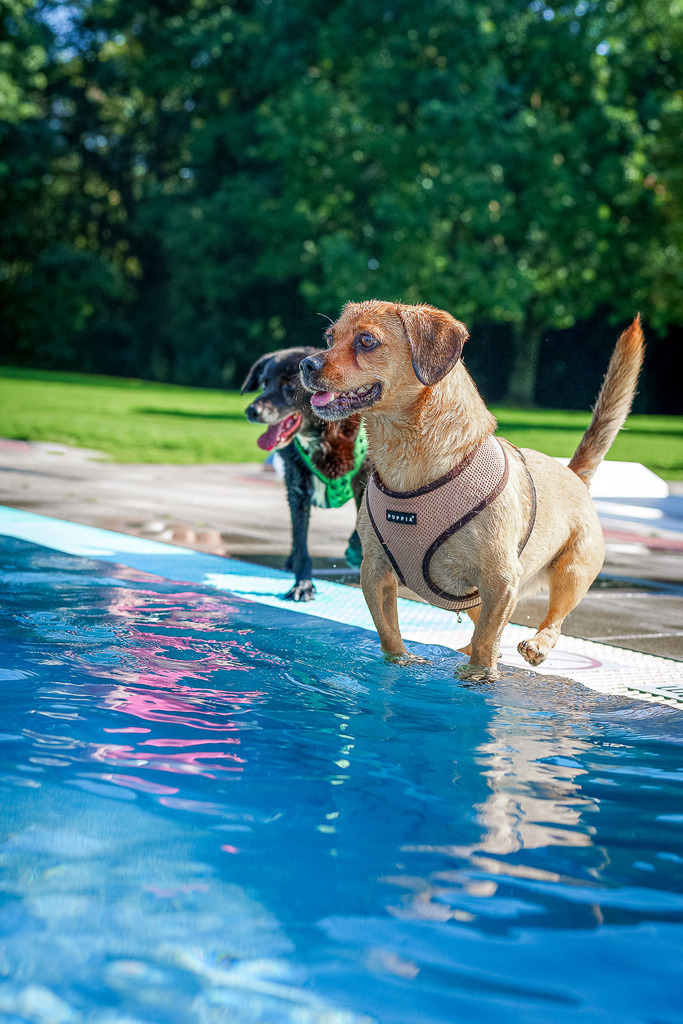 allesWIRTHgut Tierfotografie - 1109-7IV03686 | Professionelle Tierfotografie in Mönchengladbach von Daniel Wirth (allesWIRTHgut). Liebevolle & natürliche Bilder von Hunden & Katzen für unvergessliche Erinnerungen.