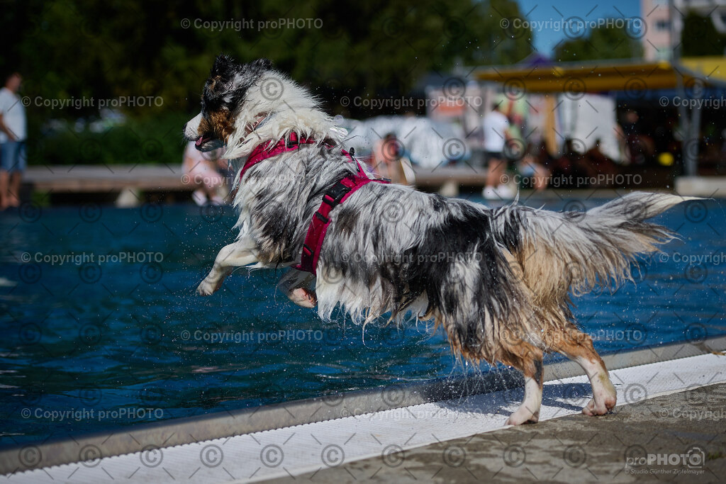 208_202509_4Hundebadetag_NZ9_2818 | proPHOTO - Realisiert mit Pictrs.com