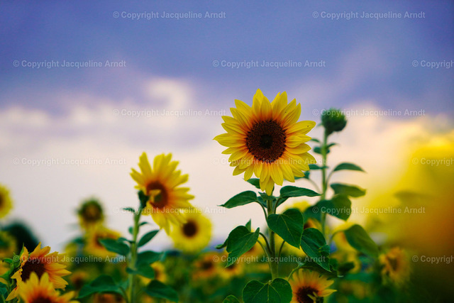 sunflower_ | Fotografie Photography Dresden Photoshooting  Fotoshooting Fotografin Dresdencity Bilder  Foto Dresdenvideos Kalender Postkarten Bilderdownload Portrait Hochzeitsfotografie Familienfotos Bewerbungsbilder Studiofotografie Fotograf Dresdenbilder Business - Realisiert mit Pictrs.com