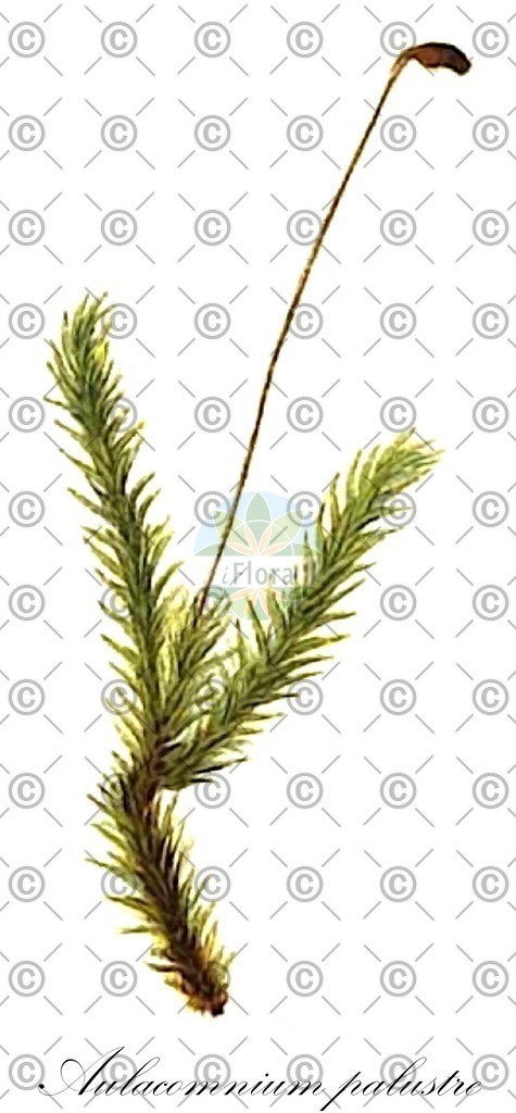 HistAbb_wfo-0001192489_1_ENZY_Simple | Historische Abbildung von Aulacomnium palustre - Aulacomniaceae | Historical Illustration of Aulacomnium palustre - Aulacomniaceae