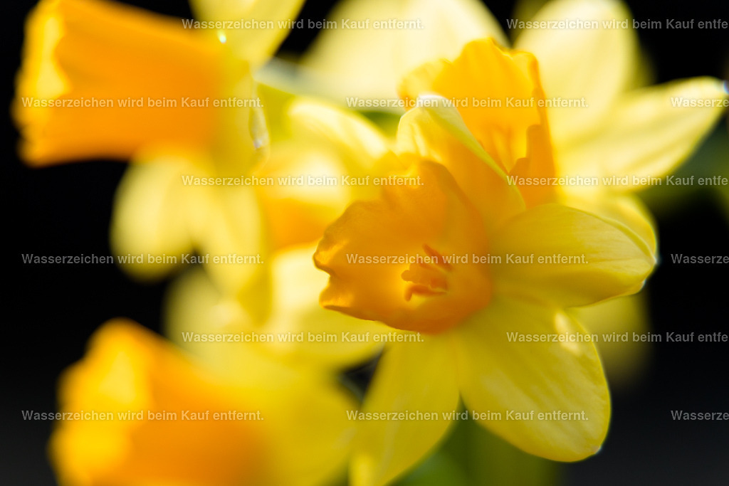 Schönheit | Die Botschaft zum Bild lautet: Hole die Schönheit in dein Heim. Lasse das Licht der gelben Narzissen strahlen. Diese Schönheit stärkt deine Intuition und wirkt auf dein Solarplexuschakra.