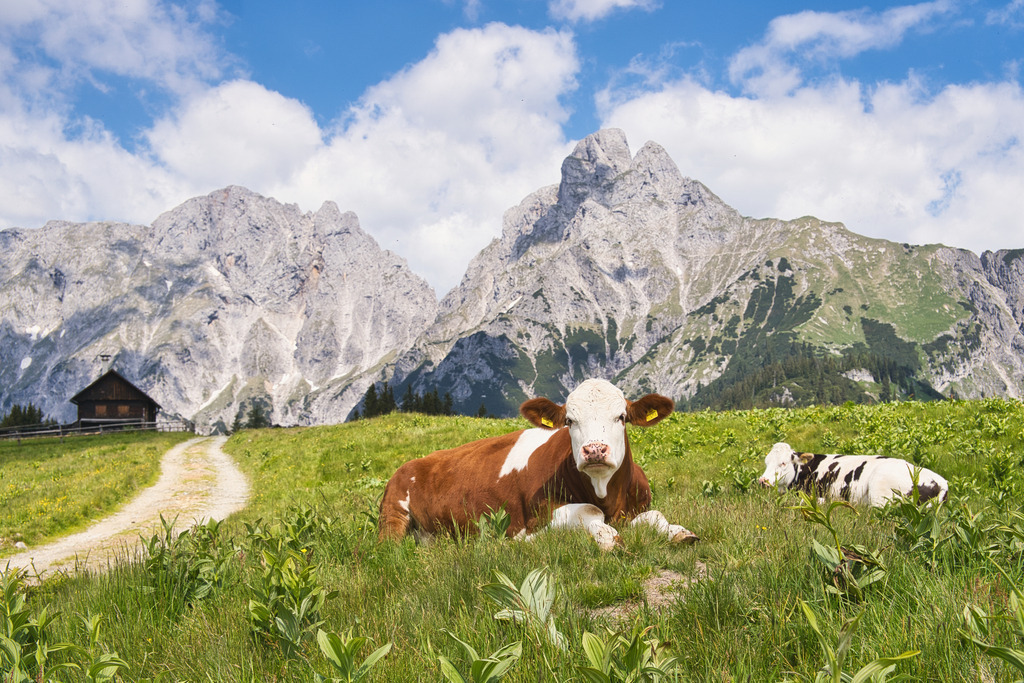 Almsommer Treffneralm | walter-wagner-fotografie
