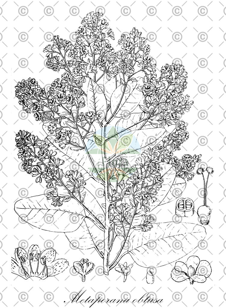 HistAbb_wfo-0001237235_1_ENZY_Simple | Historische Abbildung von Metaporana obtusa - Convolvulaceae | Historical Illustration of Metaporana obtusa - Convolvulaceae