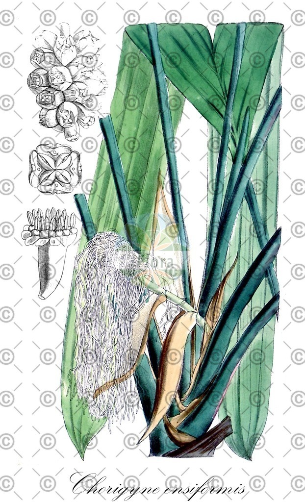 HistAbb_wfo-0000603376_1_ENZY_Simple | Historische Abbildung von Chorigyne ensiformis - Cyclanthaceae | Historical Illustration of Chorigyne ensiformis - Cyclanthaceae