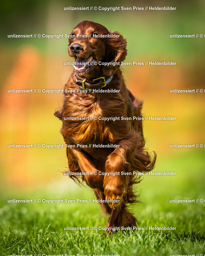 Sven Pries | 2025-04-13 - Hunderennen Baden-Baden - Realisiert mit Pictrs.com