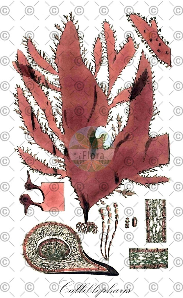 HistAbb_3FCM_2_ENZY_Simple | Historische Abbildung von Calliblepharis - Cystocloniaceae (0) | Historical Illustration of Calliblepharis - Cystocloniaceae (0)