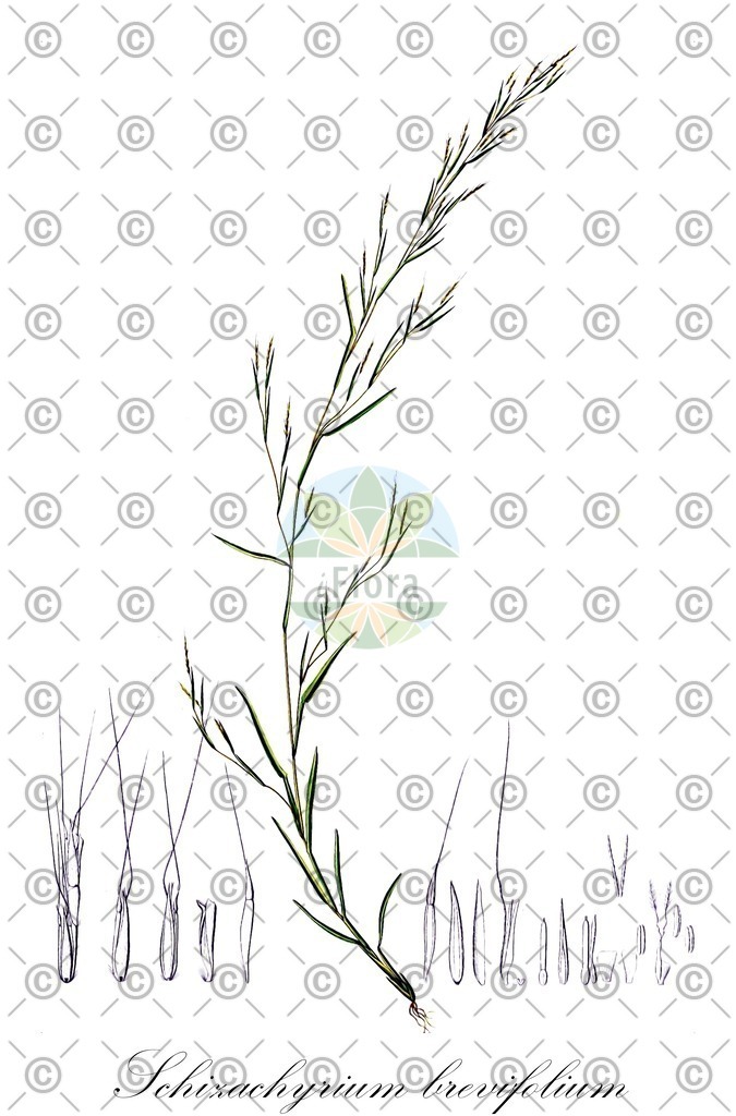 HistAbb_wfo-0001025402_1_ENZY_Simple | Historische Abbildung von Schizachyrium brevifolium - Poaceae | Historical Illustration of Schizachyrium brevifolium - Poaceae