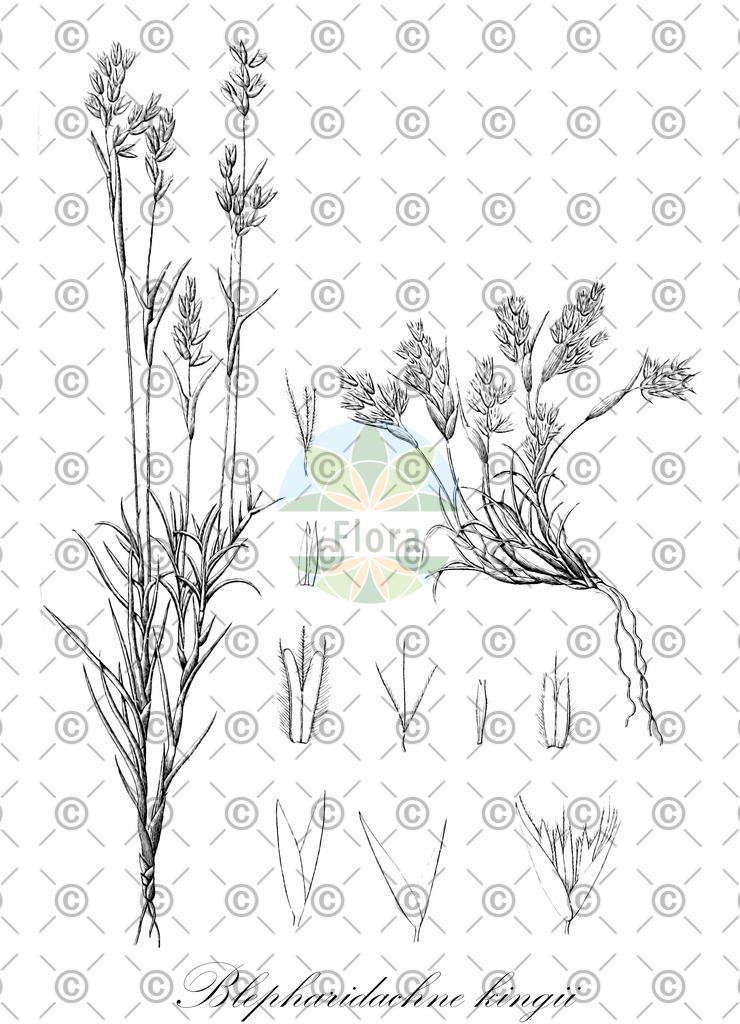 HistAbb_wfo-0000566748_1_ENZY_Simple | Historische Abbildung von Blepharidachne kingii - Poaceae | Historical Illustration of Blepharidachne kingii - Poaceae