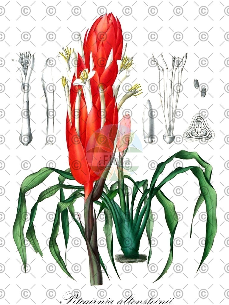 HistAbb_wfo-0000067247_1_ENZY_Simple | Historische Abbildung von Pitcairnia altensteinii - Bromeliaceae | Historical Illustration of Pitcairnia altensteinii - Bromeliaceae