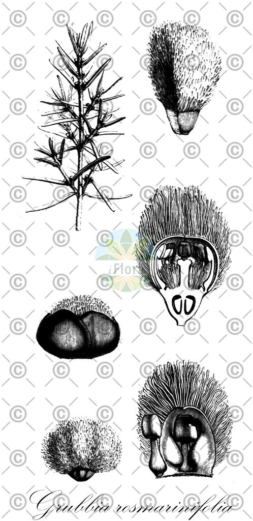 HistAbb_wfo-0000873519_1_ENZY_Simple | Historische Abbildung von Grubbia rosmarinifolia - Grubbiaceae | Historical Illustration of Grubbia rosmarinifolia - Grubbiaceae