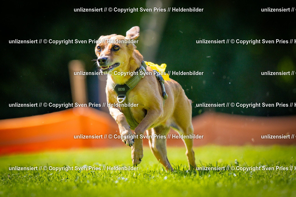 Sven Pries | 2025-08-10 - Hunderennen Durlach - Realisiert mit Pictrs.com