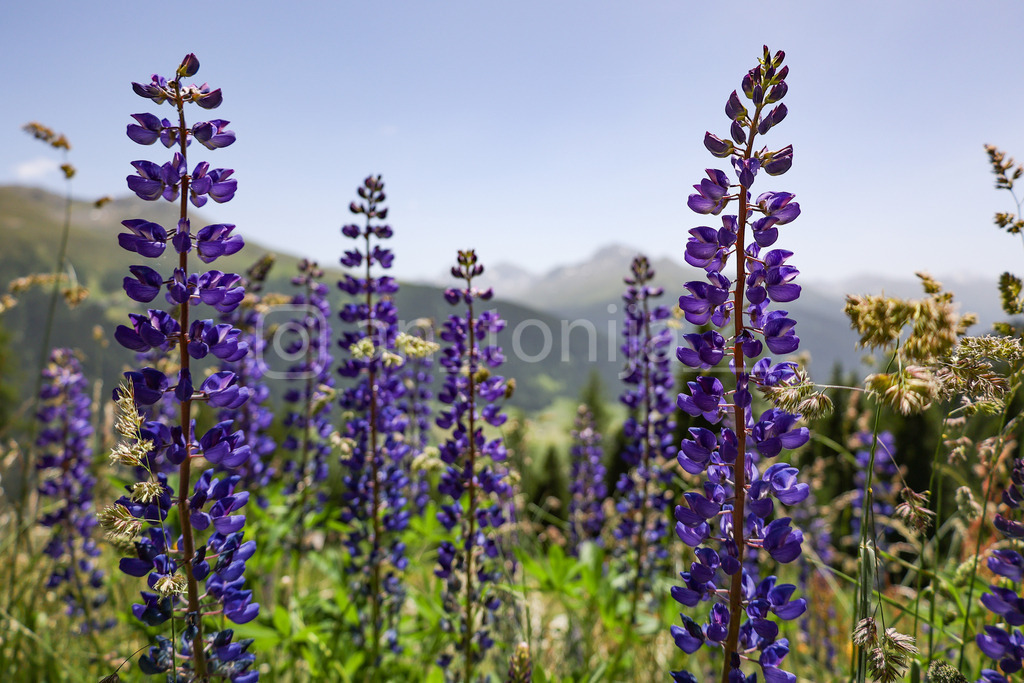 A.Trupina-90 | antonija-trupina - Realisiert mit Pictrs.com