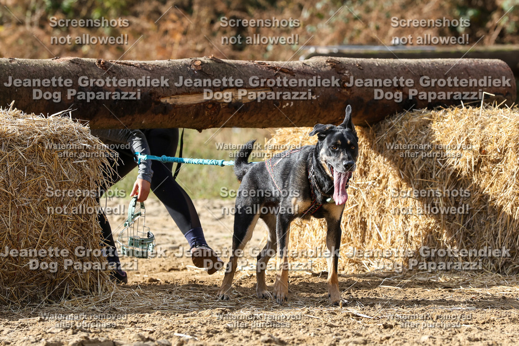 Dog Paparazzi - Strongdog 10-25-5111 | Dog Paparazzi Jeanette Grottendiek Fotografie & Videografie - Realisiert mit Pictrs.com