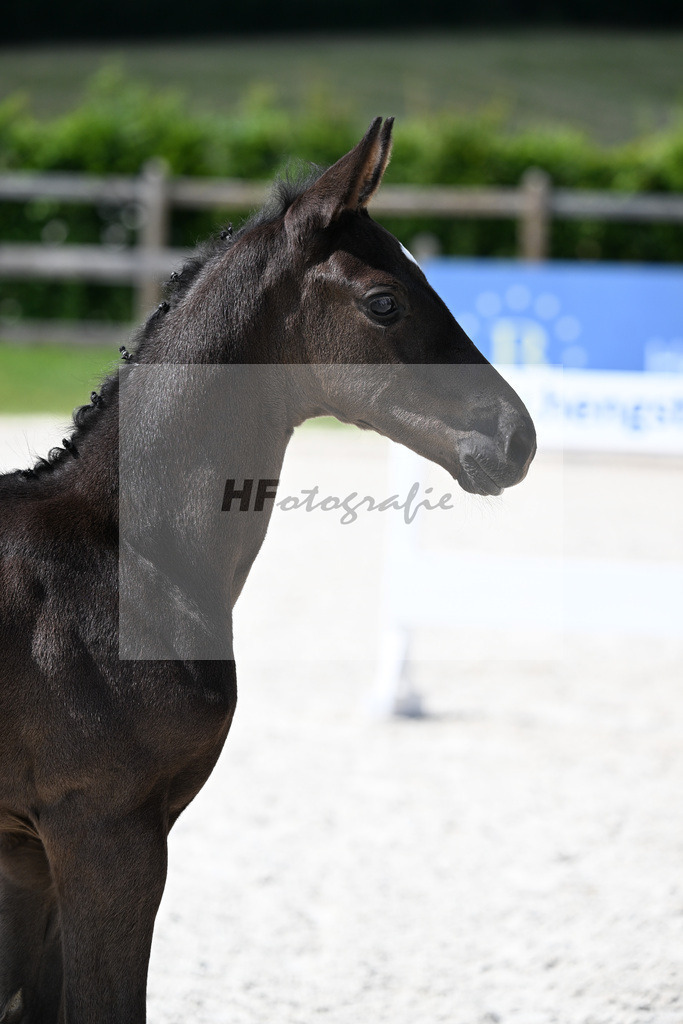 Kat-Nr. 48 Seattle x Vitalis_SF_Kelberger_15251157 | hf-fotografie - Realisiert mit Pictrs.com