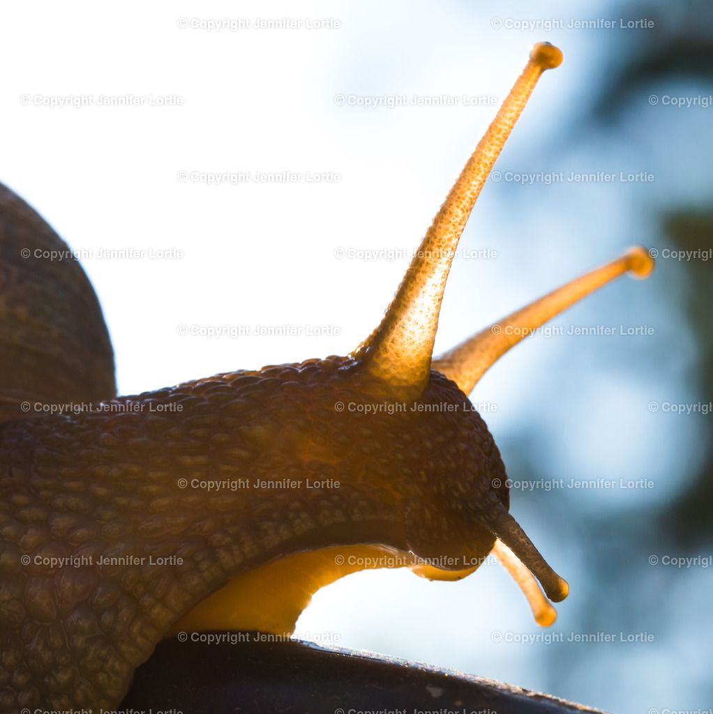 Weinbergschnecke im Sonnenlicht | Kreative Naturaufnahmen als hochwertige Druckprodukte kaufen. - Realisiert mit Pictrs.com
