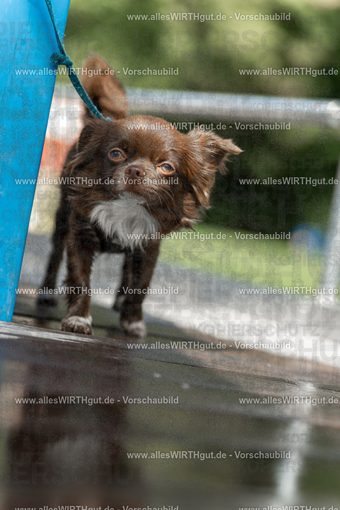 Hundeschwimmen_Volksbad_2026-allesWIRTHgut_Tierfotografie-2609061439-7R501153 | Professionelle Tierfotografie in Mönchengladbach von Daniel Wirth (allesWIRTHgut). Liebevolle & natürliche Bilder von Hunden & Katzen für unvergessliche Erinnerungen.