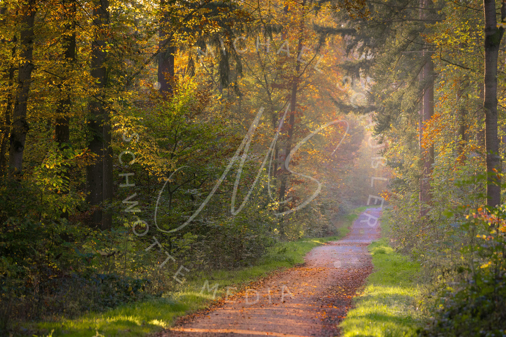 2024-11-01 Herbst Hemmingen Zeilwald 009 | Schwotte Media - Realisiert mit Pictrs.com