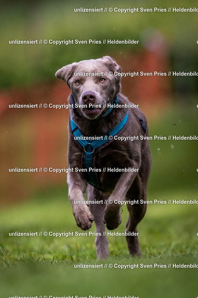 Sven Pries | 2024-04-21 - Hunderennen Baden-Oos
Foto: Sven Pries - Realisiert mit Pictrs.com