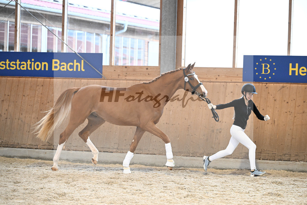 Kat-Nr. 61 Dexter v. Dimaggio Black_Hoffmann_5252193 | hf-fotografie - Realizzato con Pictrs.com