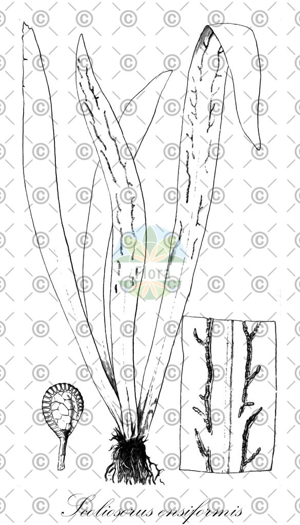HistAbb_wfo-0000913946_1_ENZY_Simple | Historische Abbildung von Scoliosorus ensiformis - Pteridaceae | Historical Illustration of Scoliosorus ensiformis - Pteridaceae