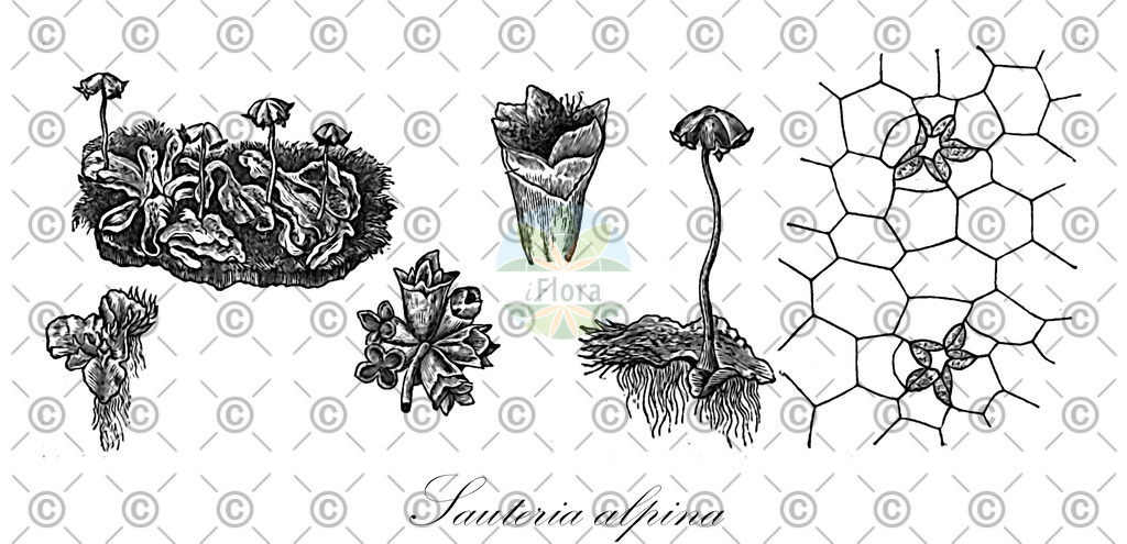 HistAbb_wfo-0001264267_1_ENZY_Simple | Historische Abbildung von Sauteria alpina - Cleveaceae | Historical Illustration of Sauteria alpina - Cleveaceae