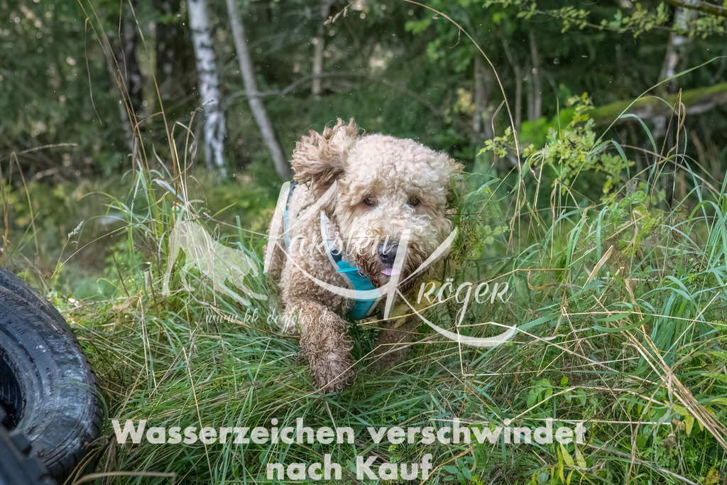 1017_ZZ94257-Bearbeitet-2 | kk-dogfotos