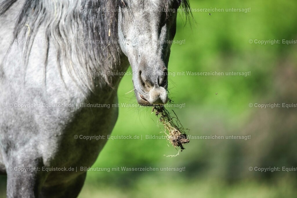 20210617_Araber_Marbach_Koppel_0021 | Foto: Thomas Hartig